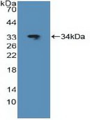 JUN / c-Jun Antibody (aa11-262)