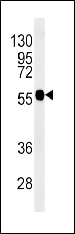 TUBB3 / Tubulin Beta 3 Antibody (aa36-63)