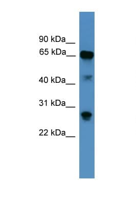 CANX / Calnexin Antibody (aa251-300)