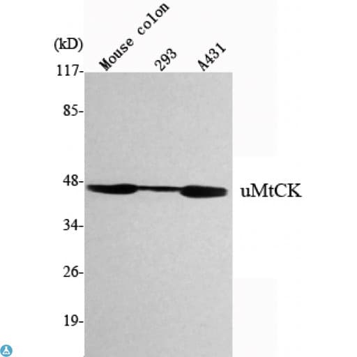 CKMT1B Antibody