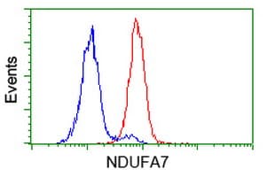 Monoclonal Mouse anti-Human NDUFA7 Antibody (clone OTI2F3, WB)