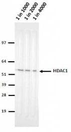 Monoclonal Mouse anti-Human HDAC1 Antibody (clone 10E2, IHC, IF, WB)