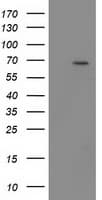 BTRCP / BETA-TRCP Antibody (aa52-354, clone OTI3D5, Carrier-free)
