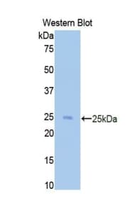 CD40L Antibody (aa48-244)