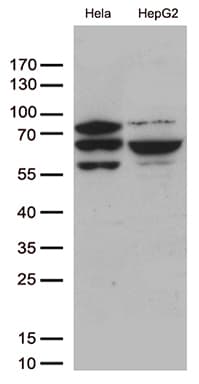 SLU7 / 9G8 Antibody (aa1-300, clone OTI6B1)