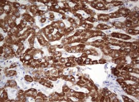OTC Antibody (aa33-354, clone OTI1C4)