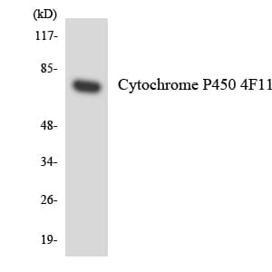 CYP4F11 Antibody (aa325-374)