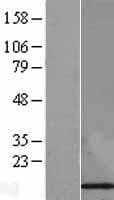 FKBP1A / FKBP12 Protein (Over-Expression Lysate Myc-DDK (Flag))