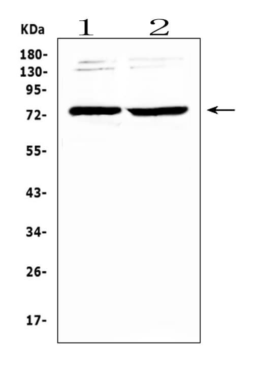 GAS6 Antibody