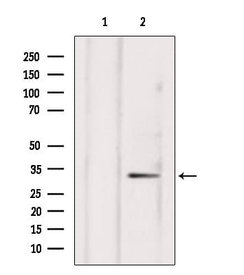 NXPH4 Antibody