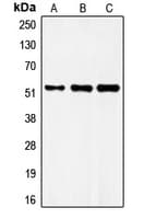 FRS3 Antibody (Internal)