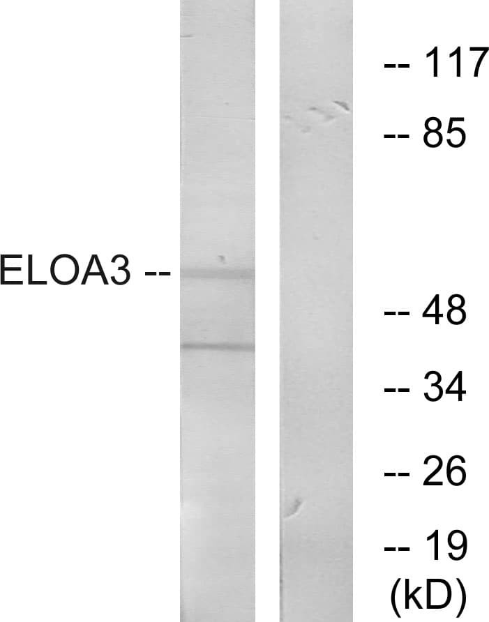 Polyclonal Rabbit anti-Human TCEB3C / Elongin A3 Antibody (aa381-430, WB)