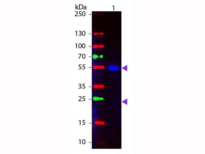 Goat Anti-Human IgG Secondary Antibody (FITC)