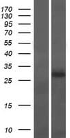 PRRT1 Protein (Over-Expression Lysate Myc-DDK (Flag))