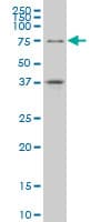 TCF4 Antibody (clone 3E10)