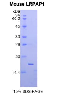 Mouse LRPAP1 Protein (Recombinant His)