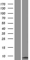 CENPM Protein (Over-Expression Lysate Myc-DDK (Flag))