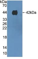 Prothrombin Fragment 1+2 Antibody (aa44-324)