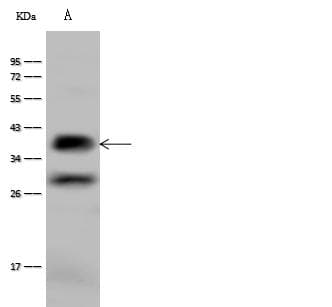GYPC / Glycophorin C Antibody (Preservative Free)