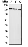 GRIN2C / NMDAR2C / NR2C Antibody (Internal)