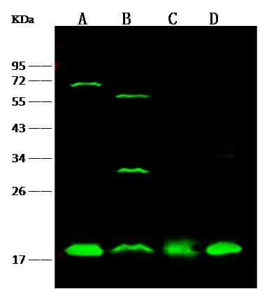 UBE2I / UBC9 Antibody (Preservative Free)