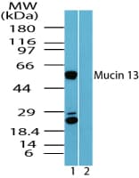 IHC-plus™ MUC13 Antibody (aa480-530)