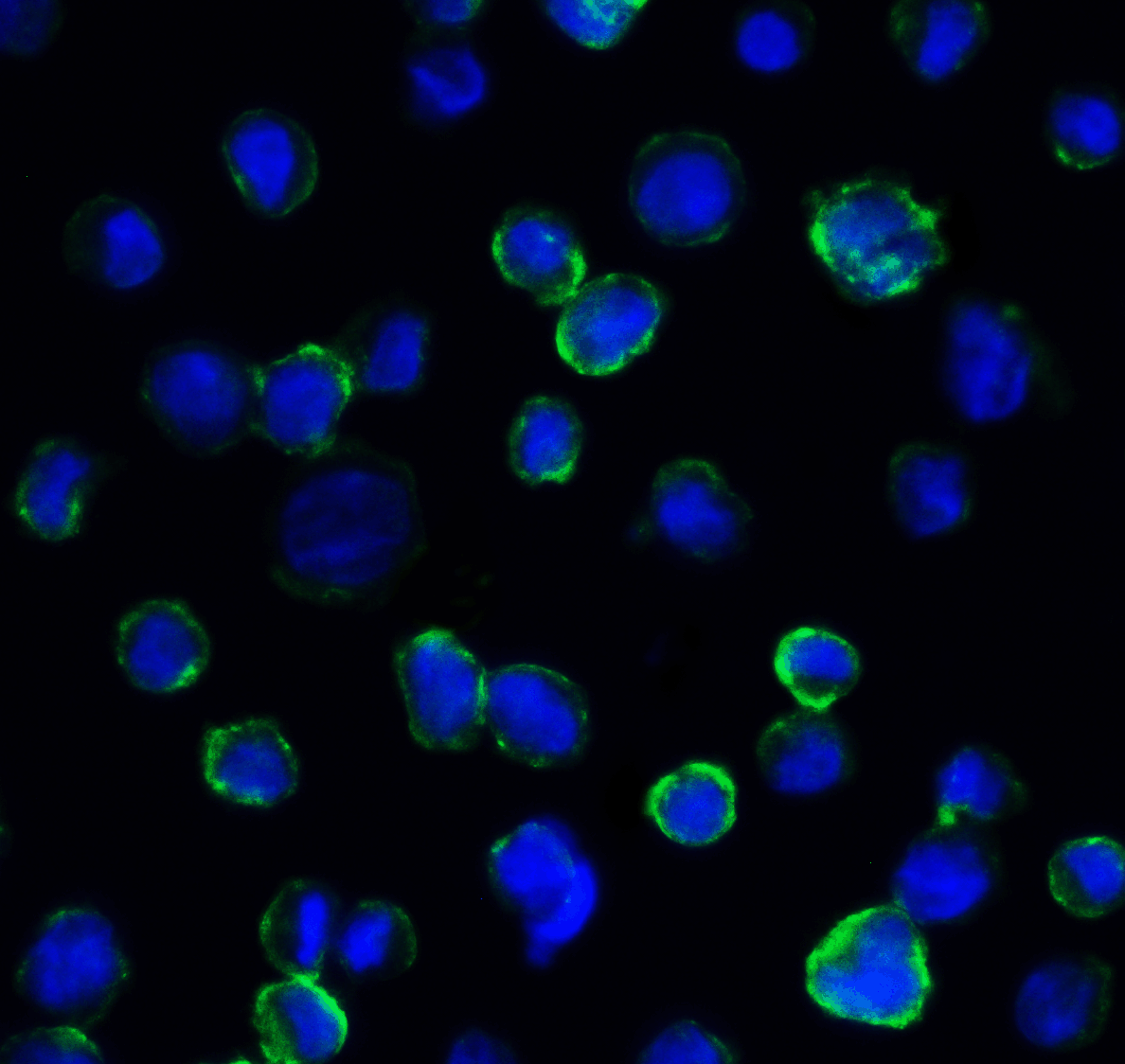 CD276 / B7-H3 Antibody (clone 2H5)