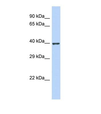 ZNF607 Antibody (aa58-107)