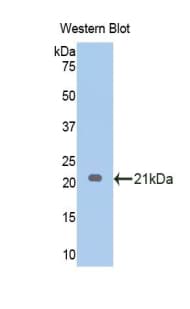 Monoclonal Mouse anti-Pig EDN1 / Endothelin 1 Antibody (aa53-203, WB)