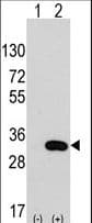CLIC4 Antibody