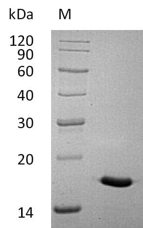 Human IL17A Protein (Recombinant)