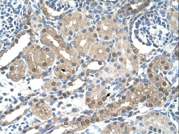 FBXL7 Antibody (aa101-150)