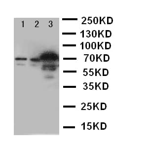 SLC6A4 / SERT Antibody (aa7-24)