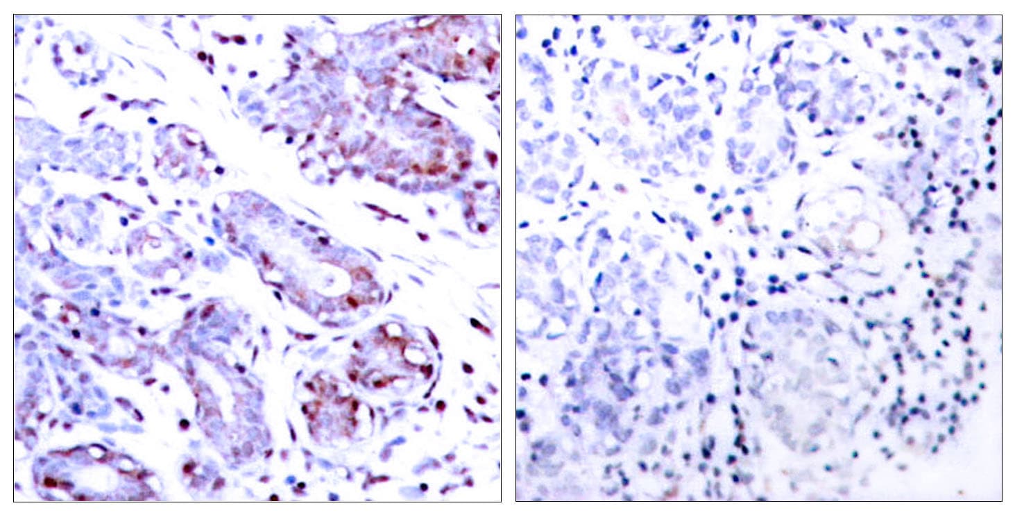 STAT1 Antibody (aa668-717)