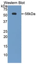 CD46 Antibody (aa157-365)