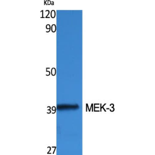 Polyclonal Rabbit anti-Human MAP2K3 / MEK3 / MKK3 Antibody (160-240 aa, WB)