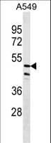 Polyclonal Rabbit anti-Human ZNF708 Antibody (aa66-94, WB)