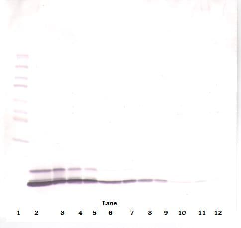 CCL5 / RANTES Antibody