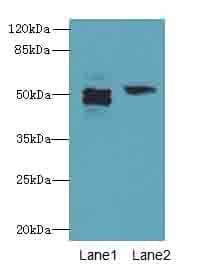 PAH Antibody