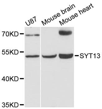 SYT13 Antibody