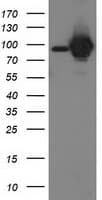 IHC-plus™ STAT5A Antibody (clone 9F7)