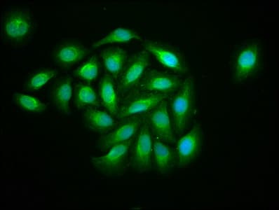 KIF13B / GAKIN Antibody