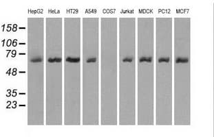 LTA4H / LTA4 Antibody (clone 8F4, Carrier-free)