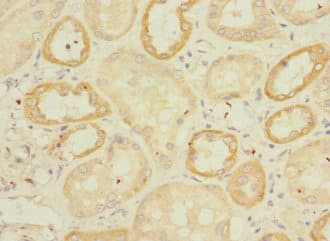 EMCN / Endomucin Antibody