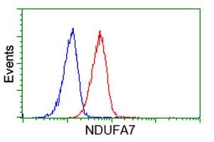 NDUFA7 Antibody (clone OTI2E3)