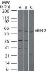 IHC-plus™ TNIP2 / ABIN-2 Antibody