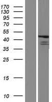 FBL8 / FBXL8 Protein (Over-Expression Lysate Myc-DDK (Flag))