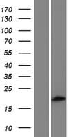 AP1S3 Protein (Over-Expression Lysate Myc-DDK (Flag))