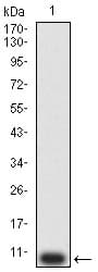 P2RY12 / P2Y12 Antibody (clone 1C2A9)