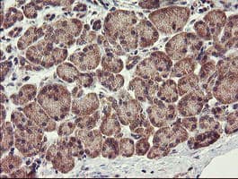 CHN1 Antibody (clone OTI1B7)